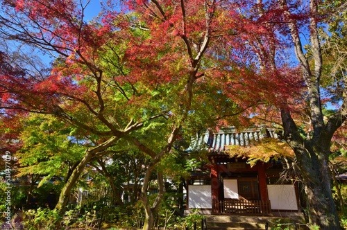 紅葉の長谷山　本土寺