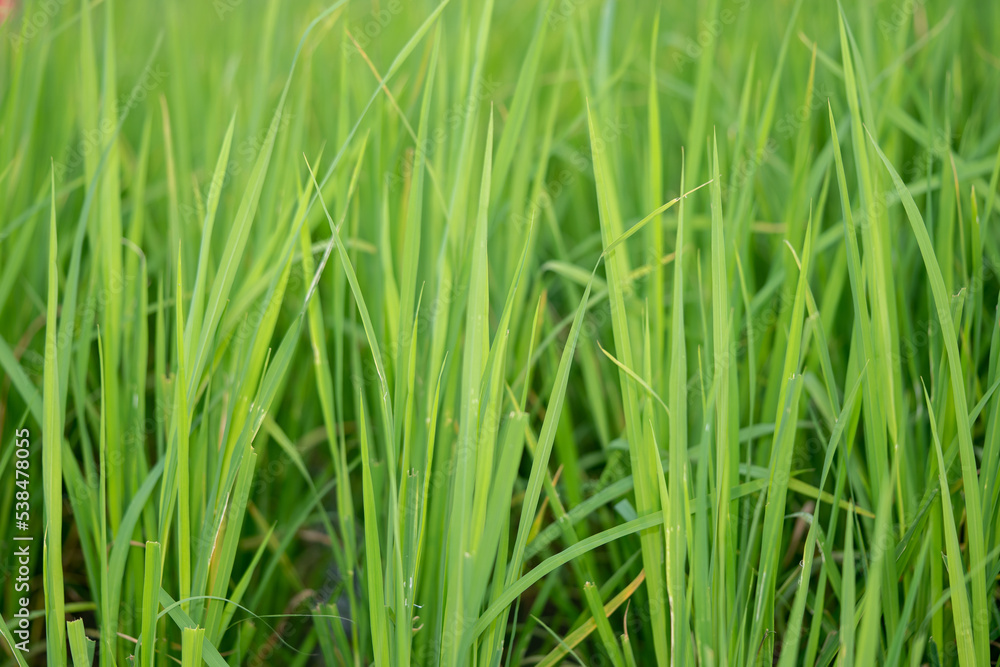 The rice plant with the green ears of rice is growing.
The rice plant with the green ears of rice is growing.