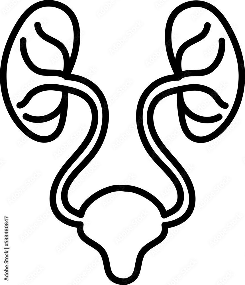 Urology linear icon. Modern outline Urology logo concept on white