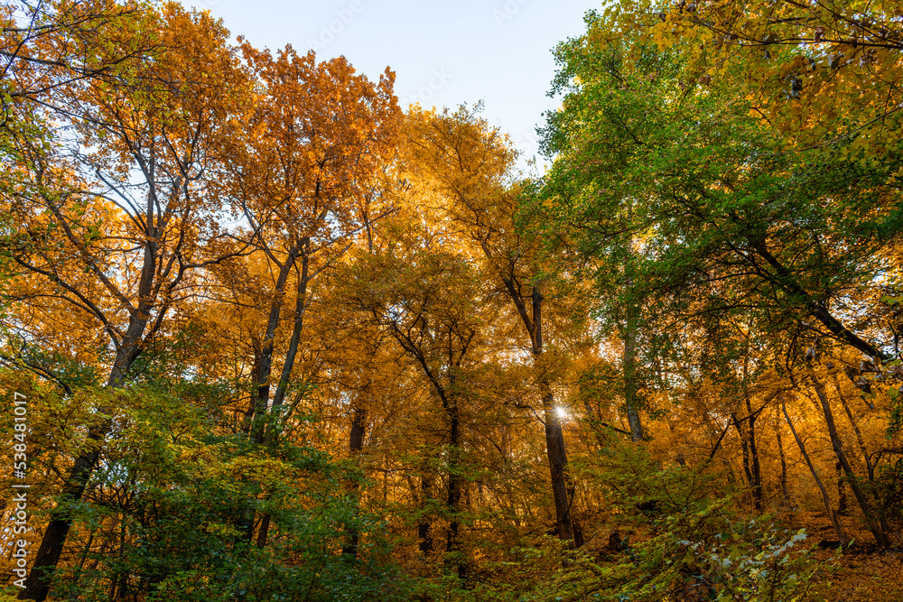 Mixed autumn forest on a mountain slope