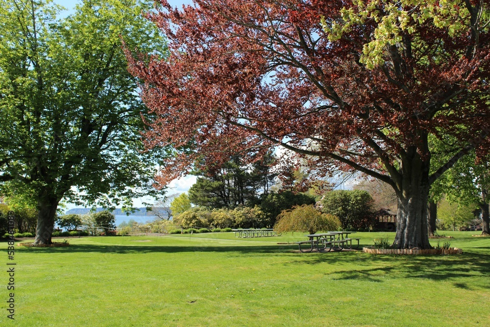Fresh new leaves brighten from spring sunshine in a park Fresh new leaves brighten from spring sunshine in a park