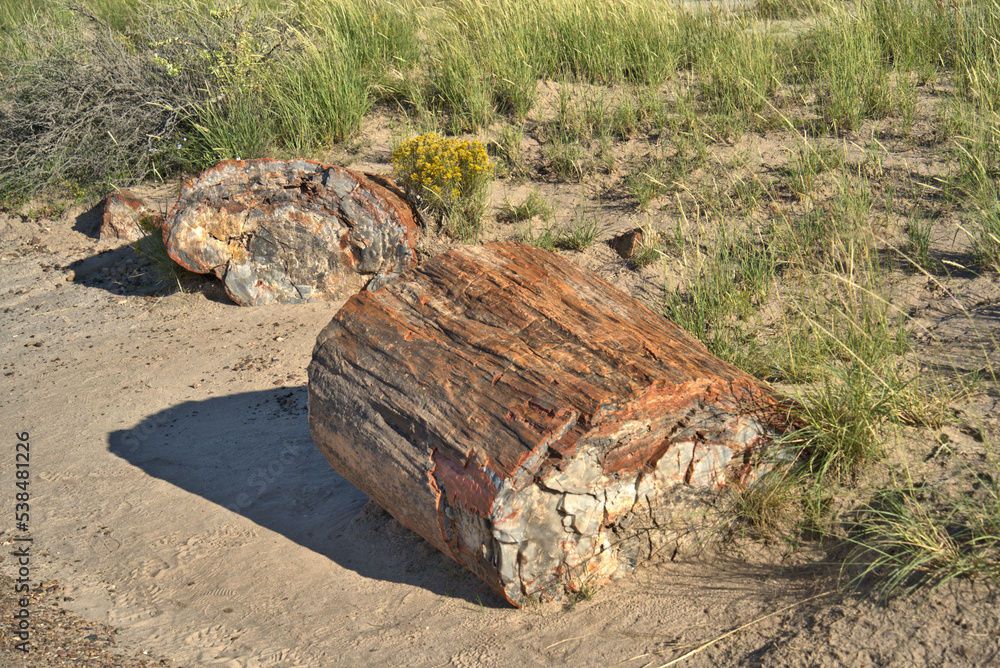 Petrified Forest National Park in Arizona USA Petrified Forest National Park in Arizona USA