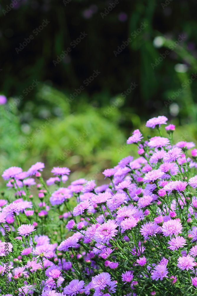 Naklejka premium 紫のイタリアンアスター
