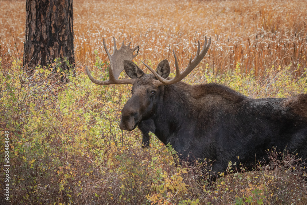 Washington Shira moose walking in tall grass Washington Shira moose walking in tall grass