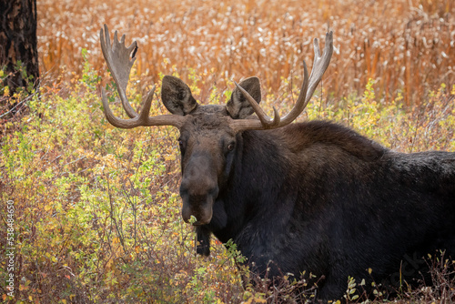 shiras moose in Washington state