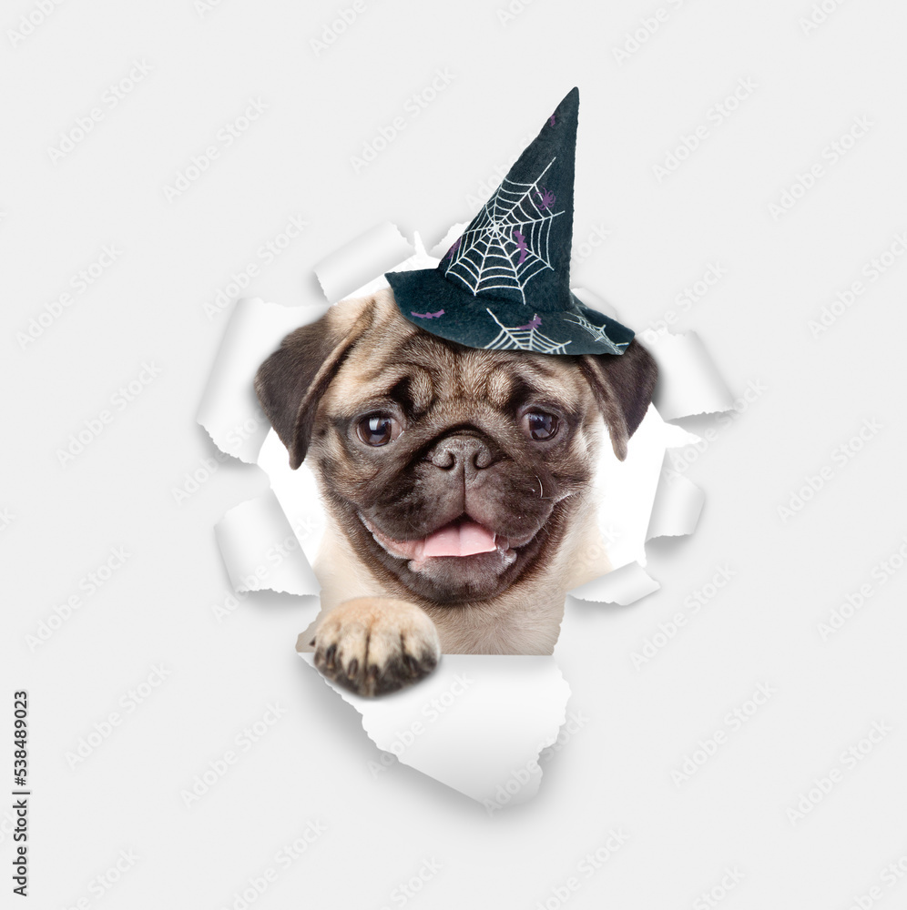 Happy Pug puppy wearing hat for halloween looks through the hole in white paper
