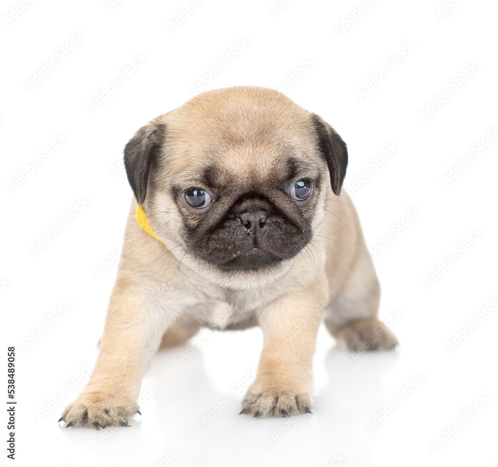 Tiny pug puppy standing in front view and looking at camera. isolated on white background