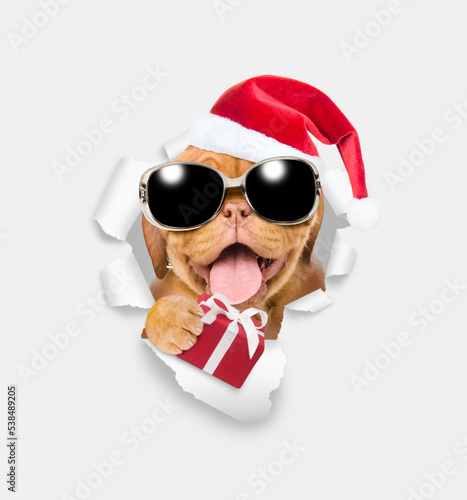 Happy puppy wearing sunglasses and red santa hat looking through a hole in white paper and holding gift box © Ermolaev Alexandr