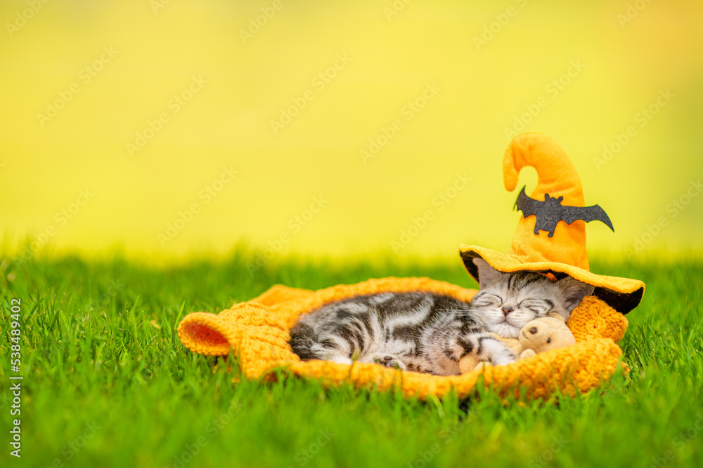 Cute tabby kitten wearing hat for halloween sleeps and hugs toy bear on green grass. Empty space for text Cute tabby kitten wearing hat for halloween sleeps and hugs toy bear on green grass. Empty space for text