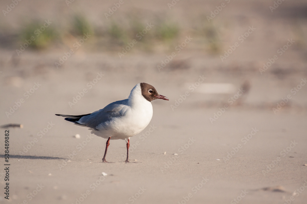 black-headed gull (Chroicocephalus ridibundus) is a small gull that breeds in much of the Palearctic including Europe and also in coastal eastern Canada. Seagull standing on the beach. Summer plumage. black-headed gull (Chroicocephalus ridibundus) is a small gull that breeds in much of the Palearctic including Europe and also in coastal eastern Canada. Seagull standing on the beach. Summer plumage.