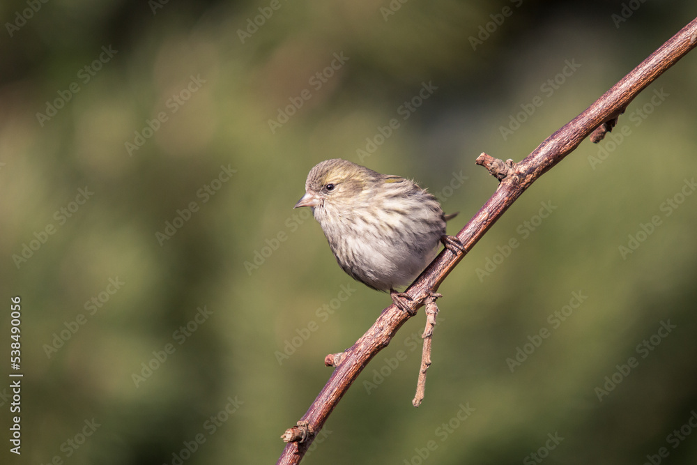 Obraz premium Eurasian siskin (Spinus spinus) is a small passerine bird in the finch family Fringillidae. It is also called the European siskin, common siskin or just siskin. female at the bird feeder in the fall.