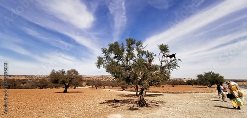 landscape with argan trees