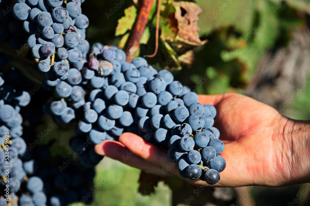Holding bunch of red grapes in vineyard