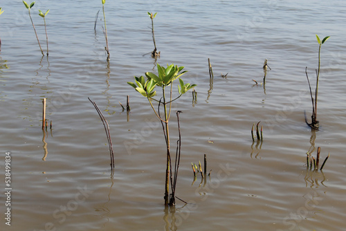Billede på lærred Mangrove tree seeds planted on the beach
