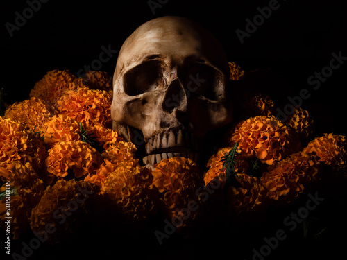 Calavera y flores de cempasuchil, día de muertos y halloween, tradiciones y costumbres.