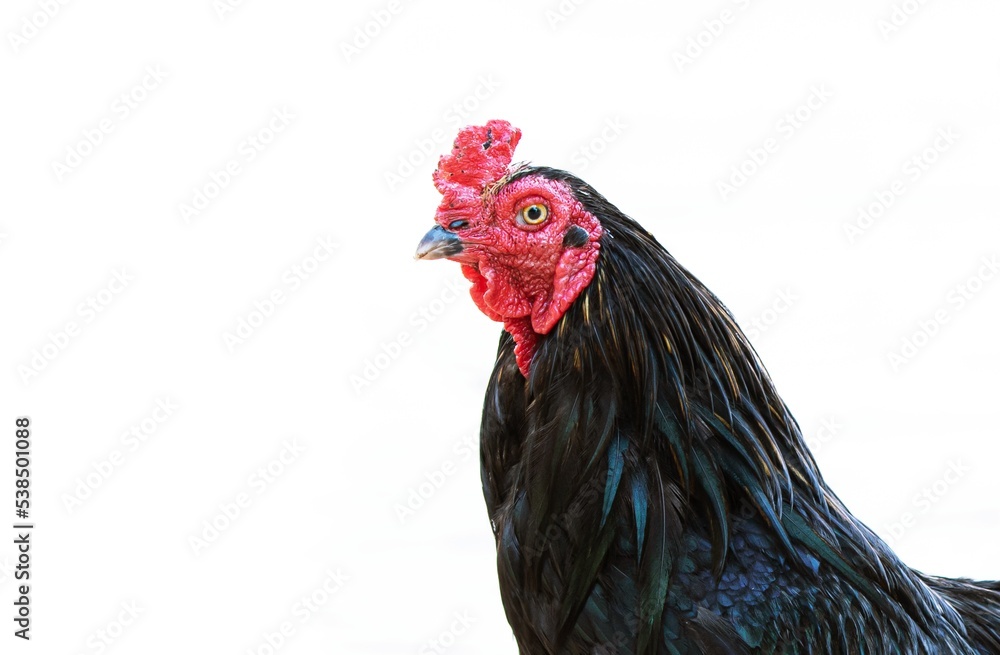 rooster isolated on white background Stock Photo | Adobe Stock