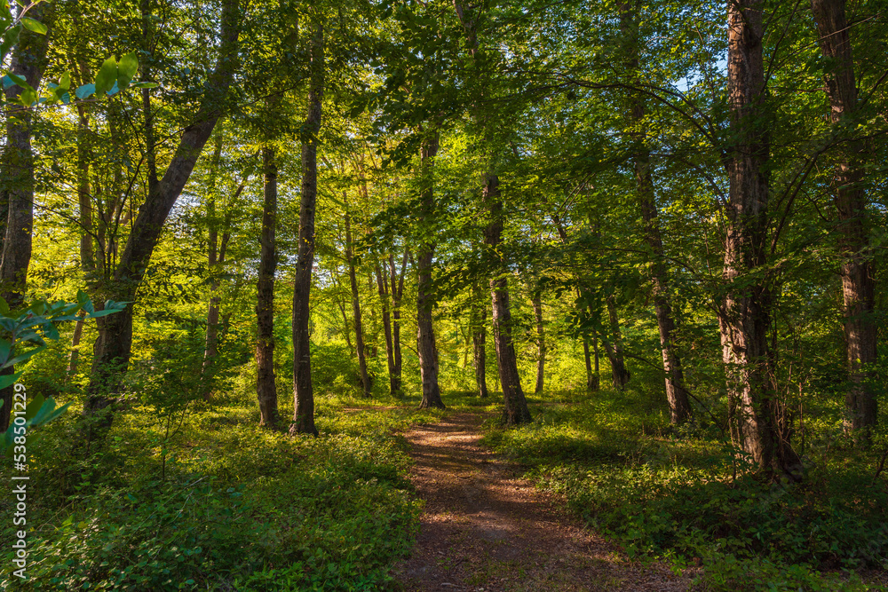 Fototapeta premium Path in the green dense sunny forest