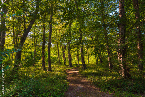 Path in the green dense sunny forest © Vastram