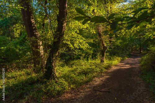 Path in the green dense sunny forest