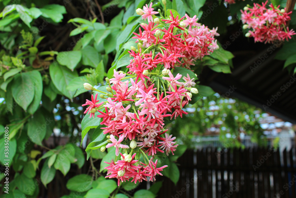 Flowers of Combretum indicum or the rangoon creeper Flowers of Combretum indicum or the rangoon creeper