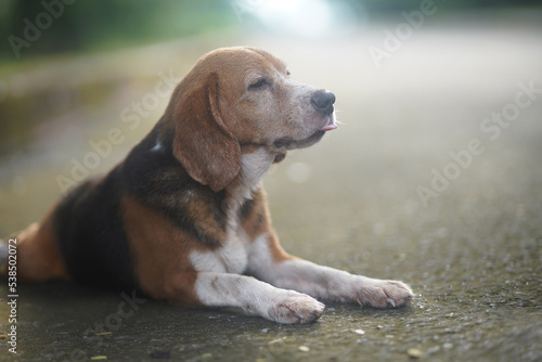 An old beagle dog stick out tongue while lay down on the lonely road.