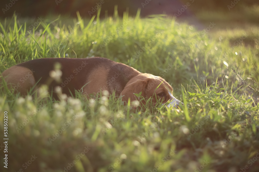 A cute beagle dog lay down on the green grass outdoor. A cute beagle dog lay down on the green grass outdoor.