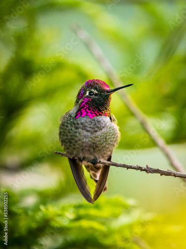 Anna's Hummingbird perched in a neighborhood tree in the San Francisco Bay Area