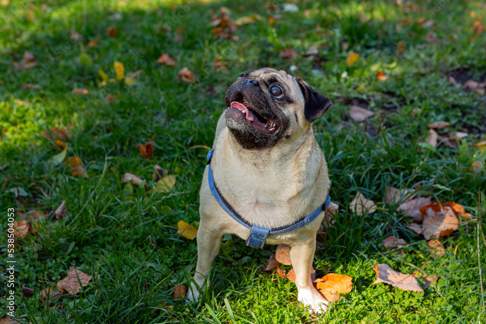 Funny young pug sits on the grass with fallen leaves