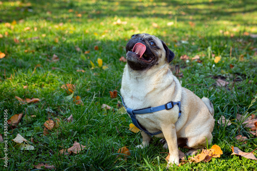 Funny young pug sits on the grass with fallen leaves