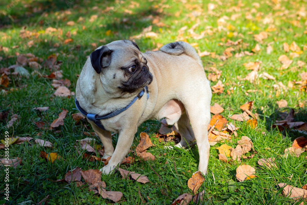 Funny young pug on the background of fallen leaves. Close-up.