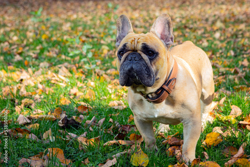French bulldog playing on a green field © Andrey