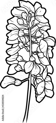 Acacia flowers and leaves Sketch line art isolated on white background. Black and white drawing of a flower. Drawing by hand.