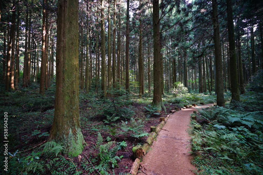 Fototapeta premium pathway through cedar forest