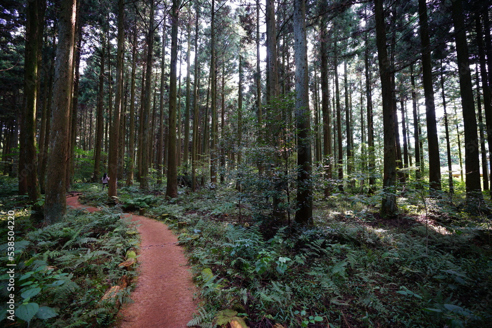 Obraz premium footpath in the woods
