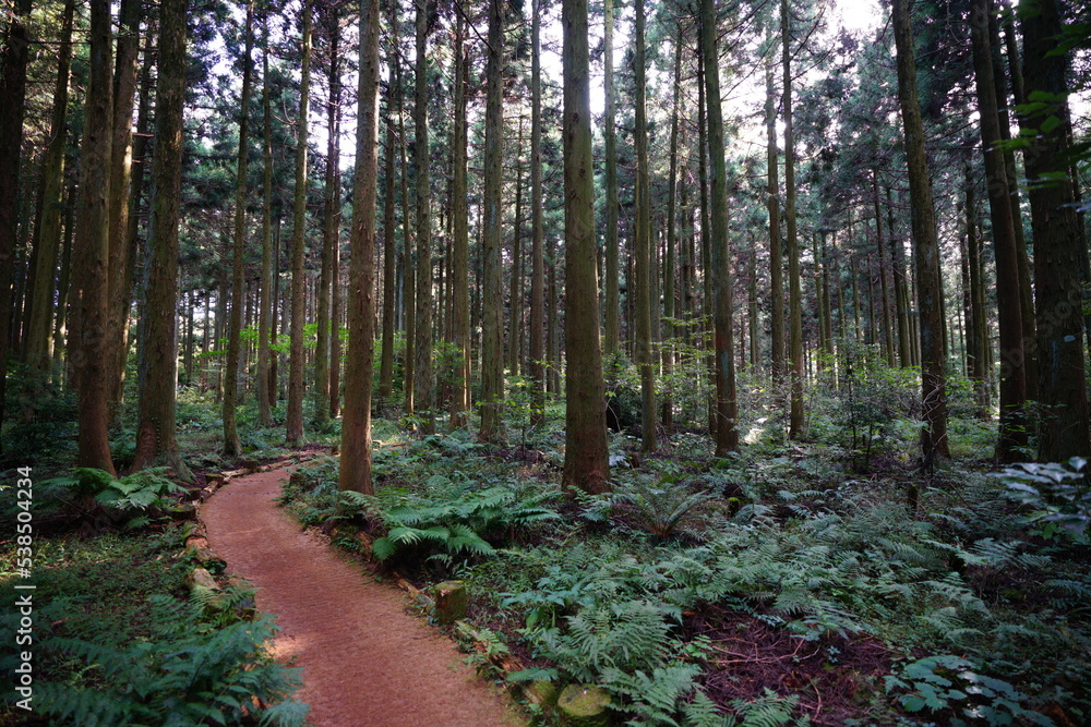 Fototapeta premium pathway through cedar forest