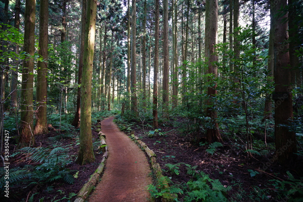 refreshing cedar forest in autumn refreshing cedar forest in autumn