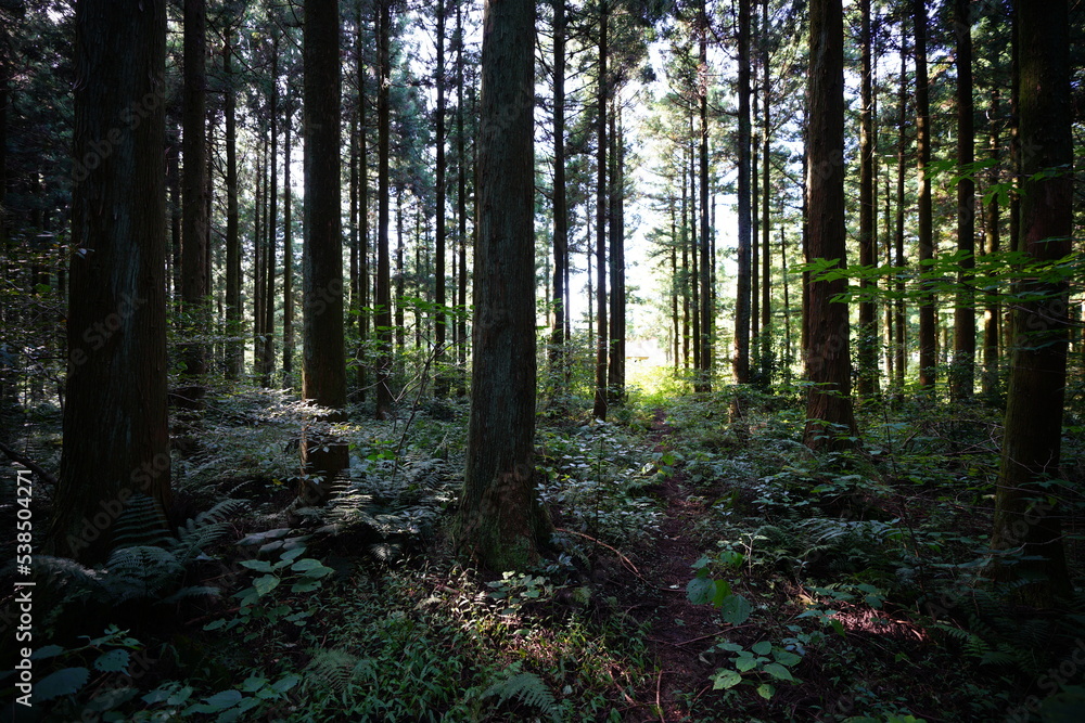 Fototapeta premium cedar forest in the morning