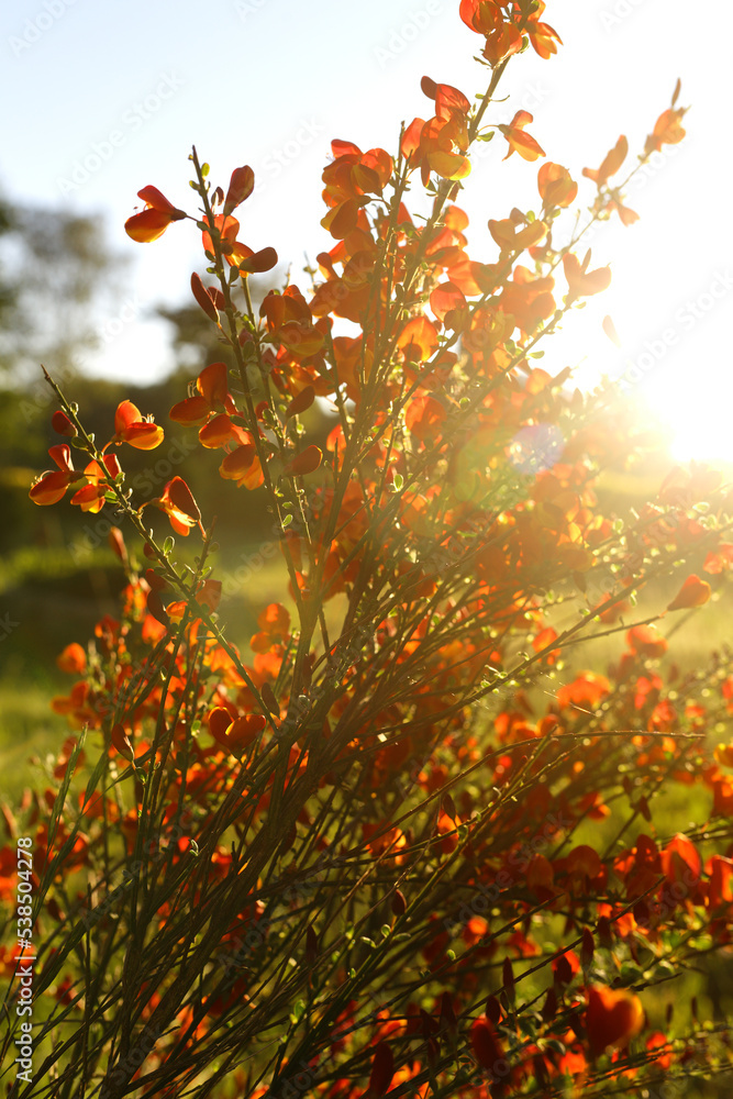 Cytisus scoparius spring blooming bush with red/ yellow blossom Cytisus scoparius spring blooming bush with red/ yellow blossom