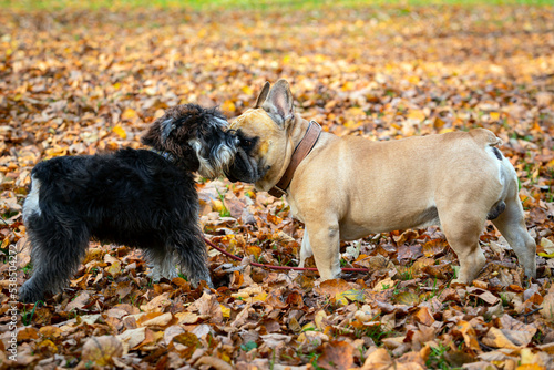 Miniature schnauzer and bulldog playing in a meadow with fallen leaves