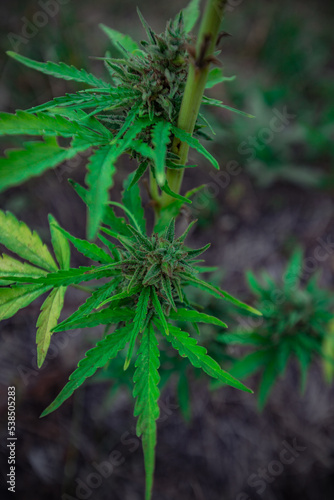 ripe mature green medical cannabis.marijuana