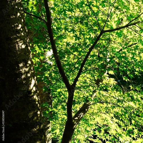 太陽の光に映える木の葉の緑 緑の背景 © Matsudondon
