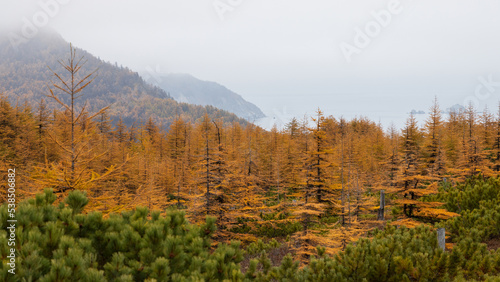 Beautiful autumn landscape. Panorama of larch forest on the sea coast. View of larch trees and mountains. Overcast weather. Northern nature. Magadan region  Siberia  Russia. Blurred foreground.