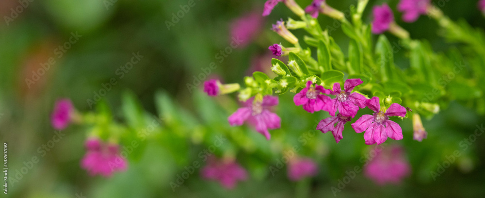Beautiful nature view green leaf on blurred greenery background copy space Beautiful nature view green leaf on blurred greenery background copy space