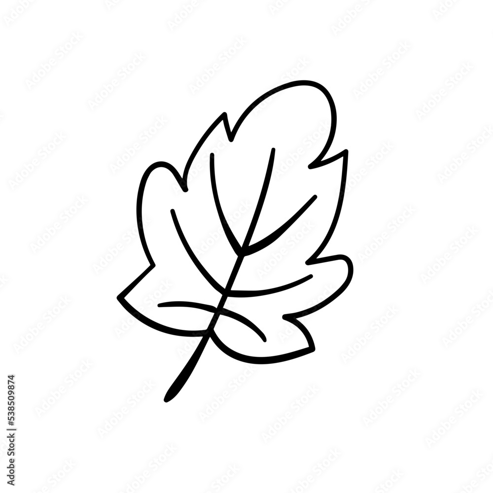 autumn foliage leaves summer autumn foliage leaves summer