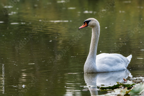 White swan on the lake. Swan on the lake. Swan on the water