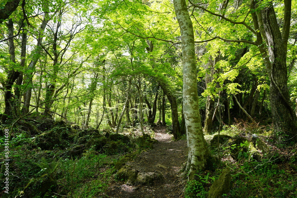 Fototapeta premium fascinating spring forest with path
