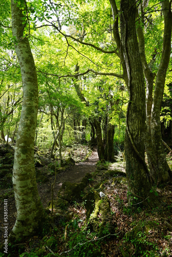 fresh green forest in the gleaming sunlight fresh green forest in the gleaming sunlight