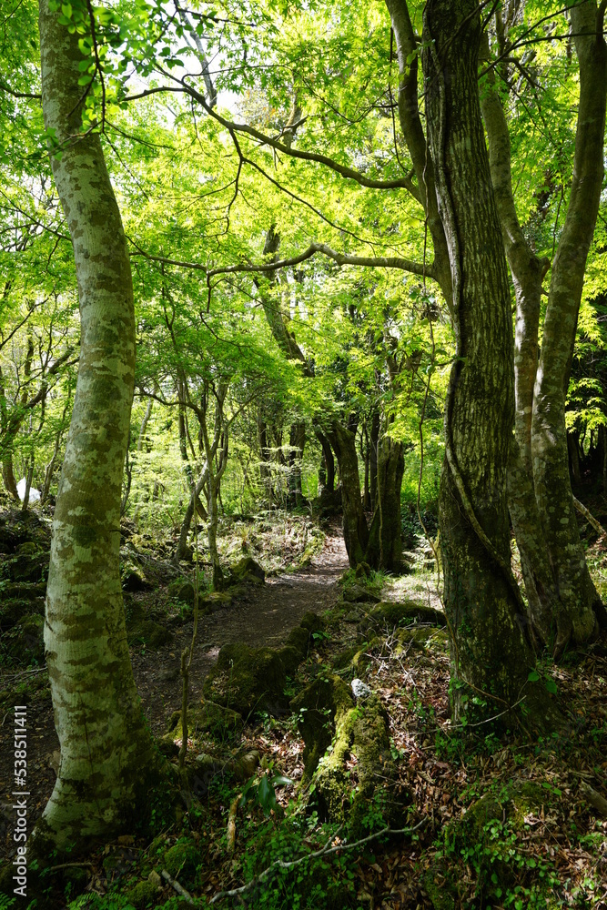 fresh green forest in the gleaming sunlight