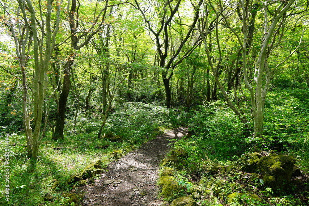 fresh green forest in the gleaming sunlight fresh green forest in the gleaming sunlight