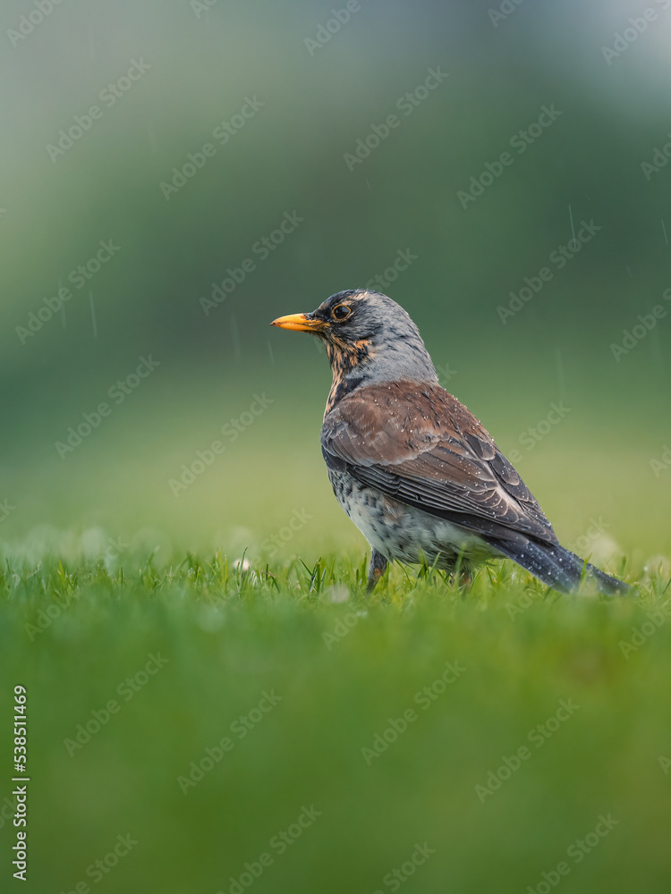 Wacholderdrossel (Turdus pilaris) auf einer Wiese Wacholderdrossel (Turdus pilaris) auf einer Wiese
